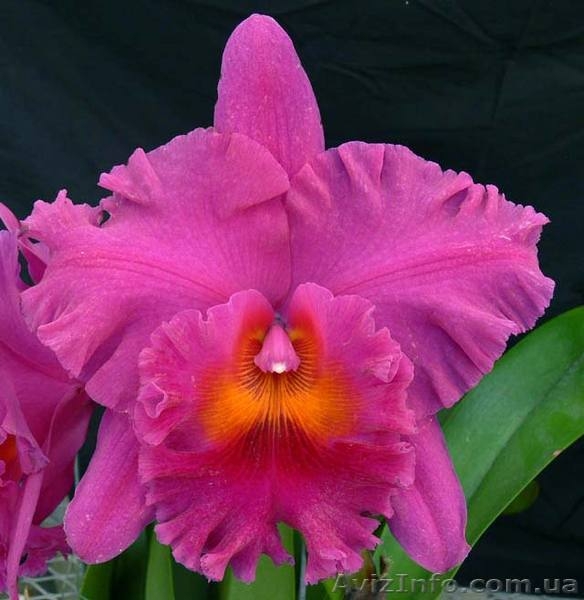 Орхидеи разных видов - <ro>Изображение</ro><ru>Изображение</ru> #2, <ru>Объявление</ru> #936713