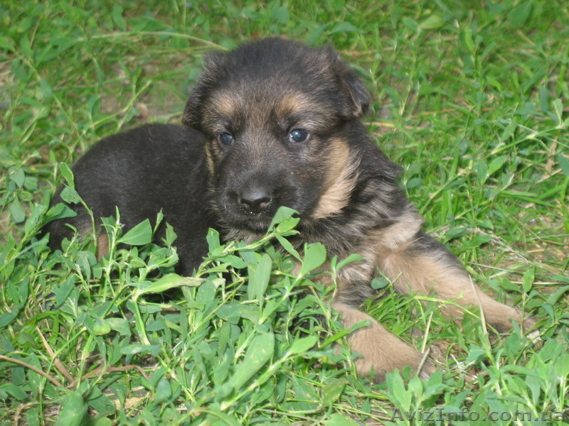Прекрасные породистые щеночки немецкой овчарки!!! - <ro>Изображение</ro><ru>Изображение</ru> #1, <ru>Объявление</ru> #933115
