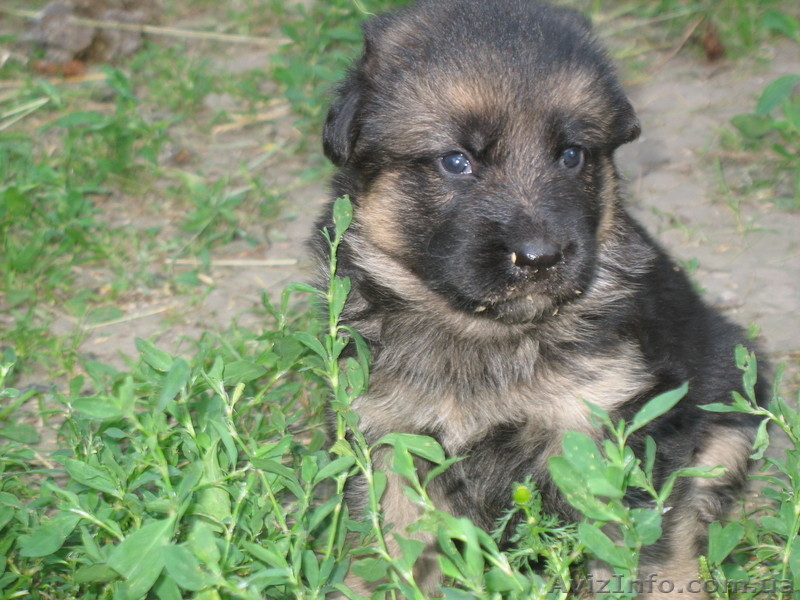 Прекрасные породистые щеночки немецкой овчарки!!! - <ro>Изображение</ro><ru>Изображение</ru> #2, <ru>Объявление</ru> #933115