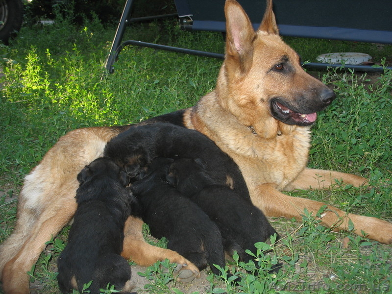 Прекрасные породистые щеночки немецкой овчарки!!! - <ro>Изображение</ro><ru>Изображение</ru> #3, <ru>Объявление</ru> #933115