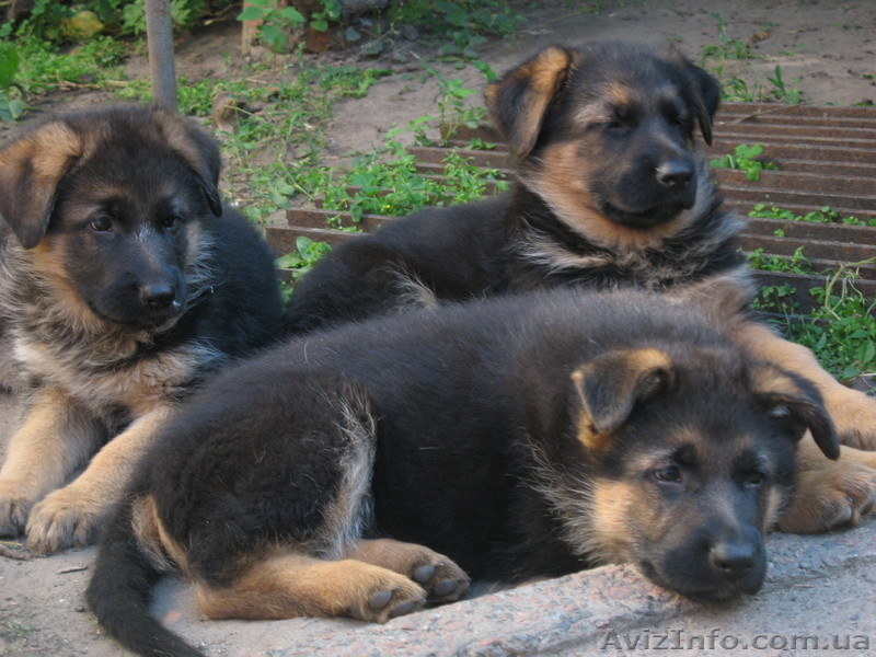 Прекрасные породистые щеночки немецкой овчарки!!! - <ro>Изображение</ro><ru>Изображение</ru> #7, <ru>Объявление</ru> #933115