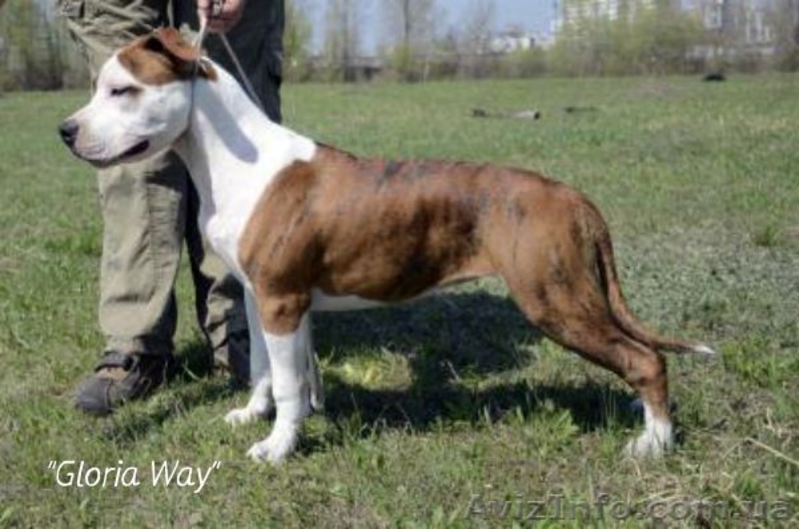 Щенки Девочки Стафики (FCI UKU)  - <ro>Изображение</ro><ru>Изображение</ru> #2, <ru>Объявление</ru> #798366