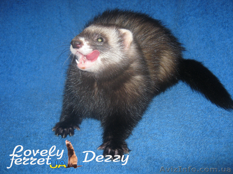 Фретка (домашний хорек), здоровые, приученные к рукам, с документами. - <ro>Изображение</ro><ru>Изображение</ru> #3, <ru>Объявление</ru> #924462