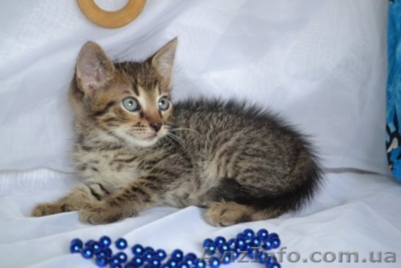 Очень симпатичные котята в хорошие руки - <ro>Изображение</ro><ru>Изображение</ru> #3, <ru>Объявление</ru> #936217