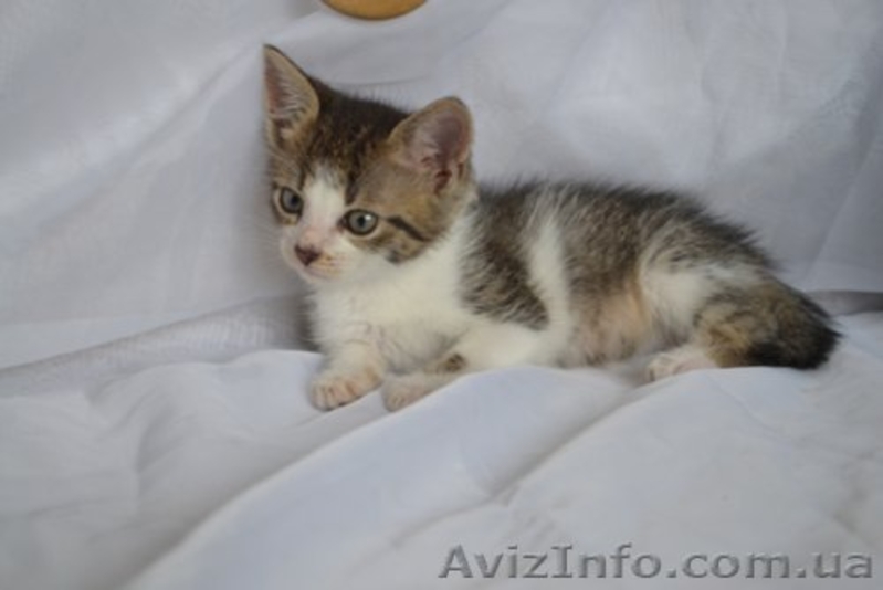 Очень симпатичные котята в хорошие руки - <ro>Изображение</ro><ru>Изображение</ru> #4, <ru>Объявление</ru> #936217