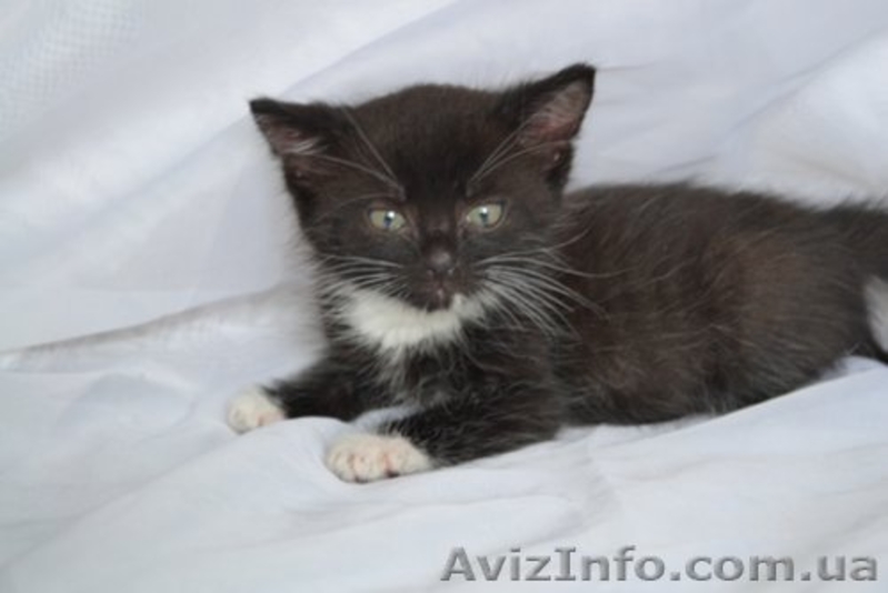Очень симпатичные котята в хорошие руки - <ro>Изображение</ro><ru>Изображение</ru> #1, <ru>Объявление</ru> #936217