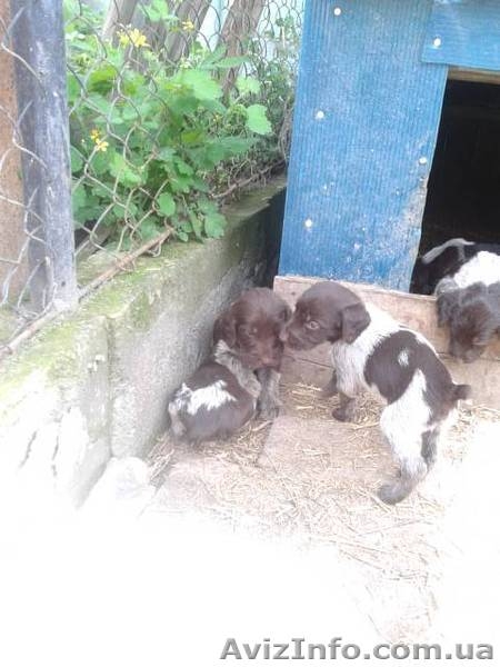 Продам щенят дратхаар - <ro>Изображение</ro><ru>Изображение</ru> #3, <ru>Объявление</ru> #931088