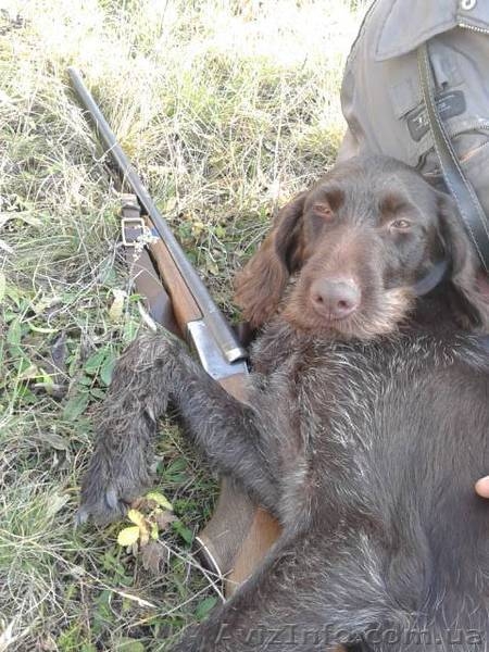 Продам щенят дратхаар - <ro>Изображение</ro><ru>Изображение</ru> #1, <ru>Объявление</ru> #931088