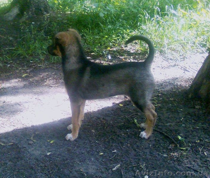 Чудесный щенок дворянских кровей ищет хозяина. - <ro>Изображение</ro><ru>Изображение</ru> #3, <ru>Объявление</ru> #923647