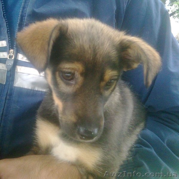 Чудесный щенок дворянских кровей ищет хозяина. - <ro>Изображение</ro><ru>Изображение</ru> #1, <ru>Объявление</ru> #923647