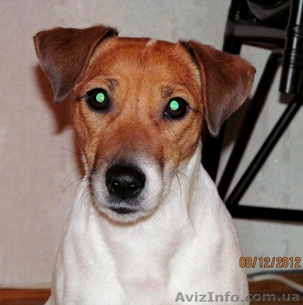 Джек рассел терьера отличные щенки - <ro>Изображение</ro><ru>Изображение</ru> #1, <ru>Объявление</ru> #351959