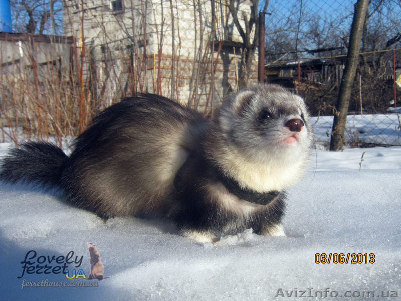 Фретка (домашний хорек), здоровые, приученные к рукам, с документами. - <ro>Изображение</ro><ru>Изображение</ru> #4, <ru>Объявление</ru> #924462