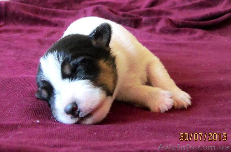 Джек рассел терьера отличные щенки - <ro>Изображение</ro><ru>Изображение</ru> #3, <ru>Объявление</ru> #351959