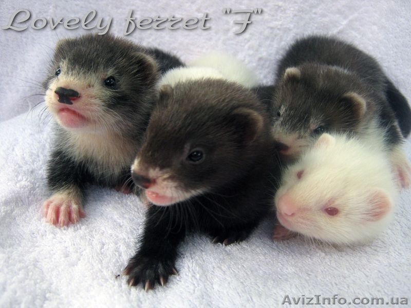 Фретка (домашний хорек), здоровые, приученные к рукам, с документами. - <ro>Изображение</ro><ru>Изображение</ru> #8, <ru>Объявление</ru> #924462