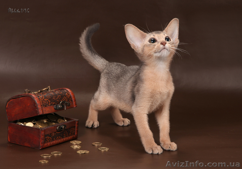 Абиссинский котенок(шоу-класс) - американский тип, питомник Sunrisе - <ro>Изображение</ro><ru>Изображение</ru> #4, <ru>Объявление</ru> #927091