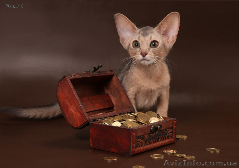 Абиссинский котенок(шоу-класс) - американский тип, питомник Sunrisе - <ro>Изображение</ro><ru>Изображение</ru> #9, <ru>Объявление</ru> #927091