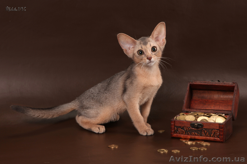 Абиссинский котенок(шоу-класс) - американский тип, питомник Sunrisе - <ro>Изображение</ro><ru>Изображение</ru> #10, <ru>Объявление</ru> #927091