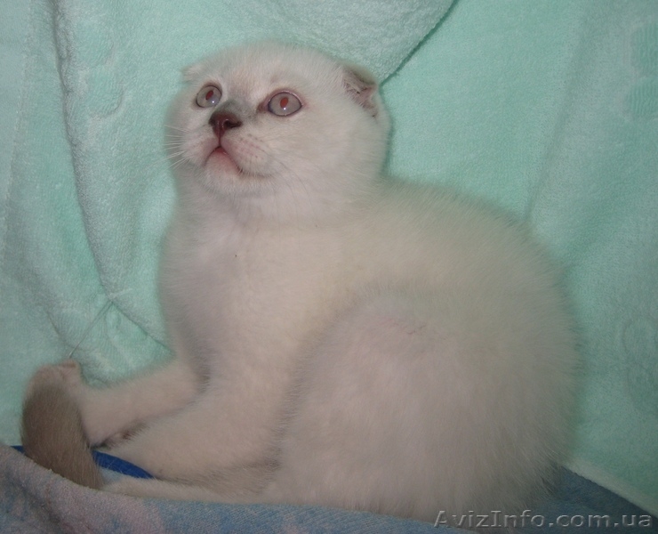 2 колорных мальика - <ro>Изображение</ro><ru>Изображение</ru> #3, <ru>Объявление</ru> #922224