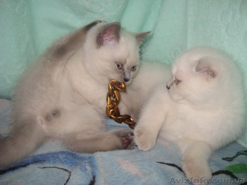 2 колорных мальика - <ro>Изображение</ro><ru>Изображение</ru> #1, <ru>Объявление</ru> #922224