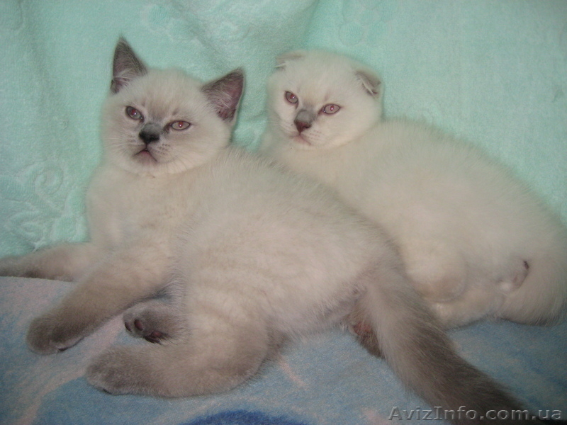 2 колорных мальика - <ro>Изображение</ro><ru>Изображение</ru> #2, <ru>Объявление</ru> #922224