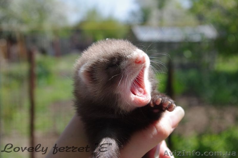 Фретка (домашний хорек), здоровые, приученные к рукам, с документами. - <ro>Изображение</ro><ru>Изображение</ru> #2, <ru>Объявление</ru> #924462