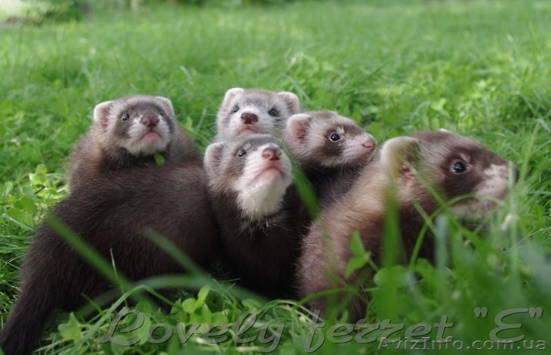 Фретка (домашний хорек), здоровые, приученные к рукам, с документами. - <ro>Изображение</ro><ru>Изображение</ru> #6, <ru>Объявление</ru> #924462