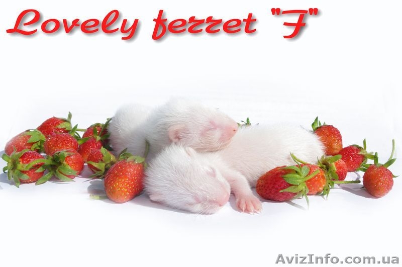 Фретка (домашний хорек), здоровые, приученные к рукам, с документами. - <ro>Изображение</ro><ru>Изображение</ru> #10, <ru>Объявление</ru> #924462