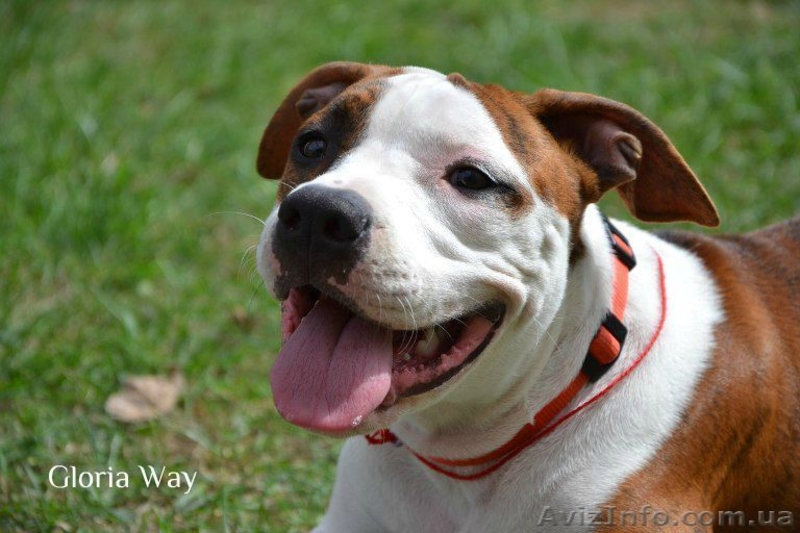 Щенки Девочки Стафики (FCI UKU)  - <ro>Изображение</ro><ru>Изображение</ru> #3, <ru>Объявление</ru> #798366