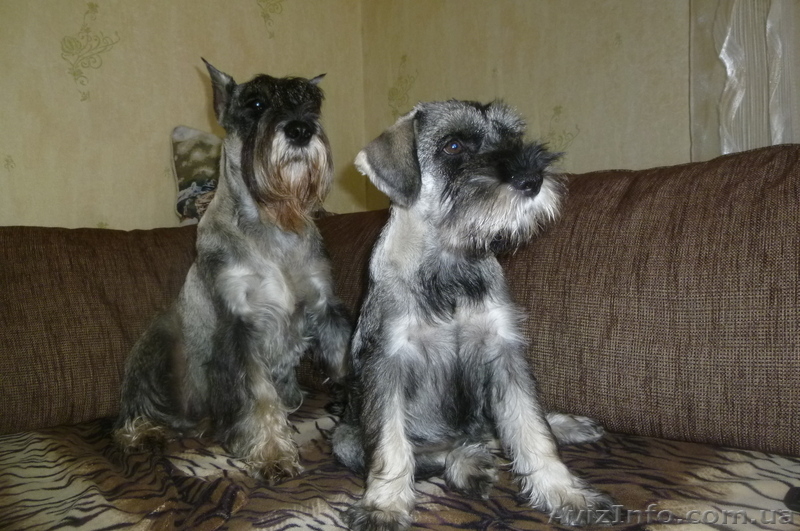  Щенки миттельшнауцера-племенное разведение - <ro>Изображение</ro><ru>Изображение</ru> #1, <ru>Объявление</ru> #862324