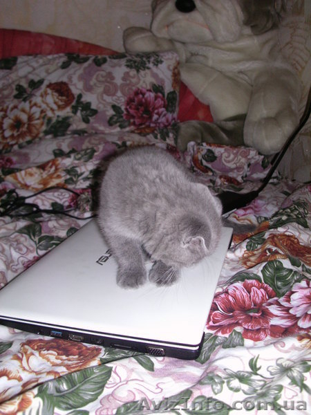 Продам вислоухою девочку! - <ro>Изображение</ro><ru>Изображение</ru> #4, <ru>Объявление</ru> #926439