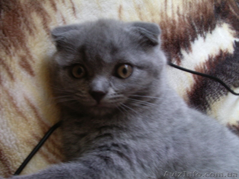 Продам вислоухою девочку! - <ro>Изображение</ro><ru>Изображение</ru> #1, <ru>Объявление</ru> #926439