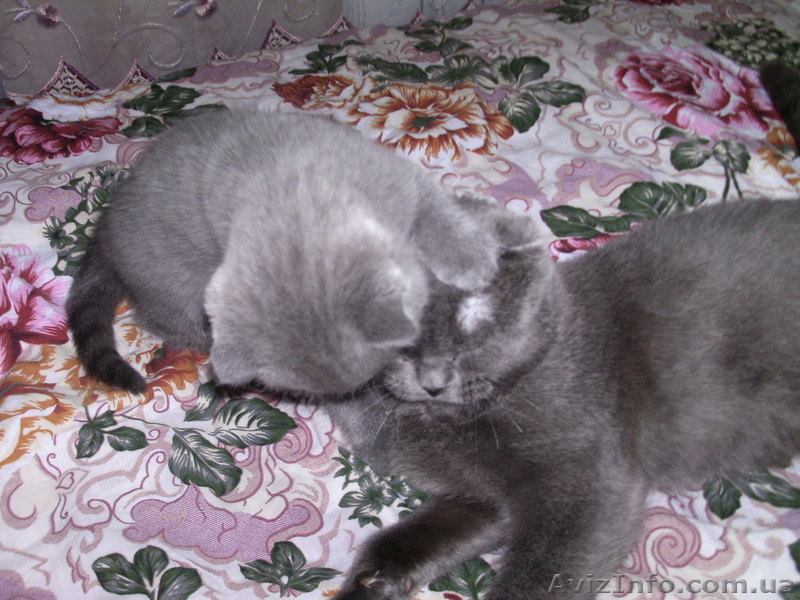 Продам вислоухою девочку! - <ro>Изображение</ro><ru>Изображение</ru> #5, <ru>Объявление</ru> #926439