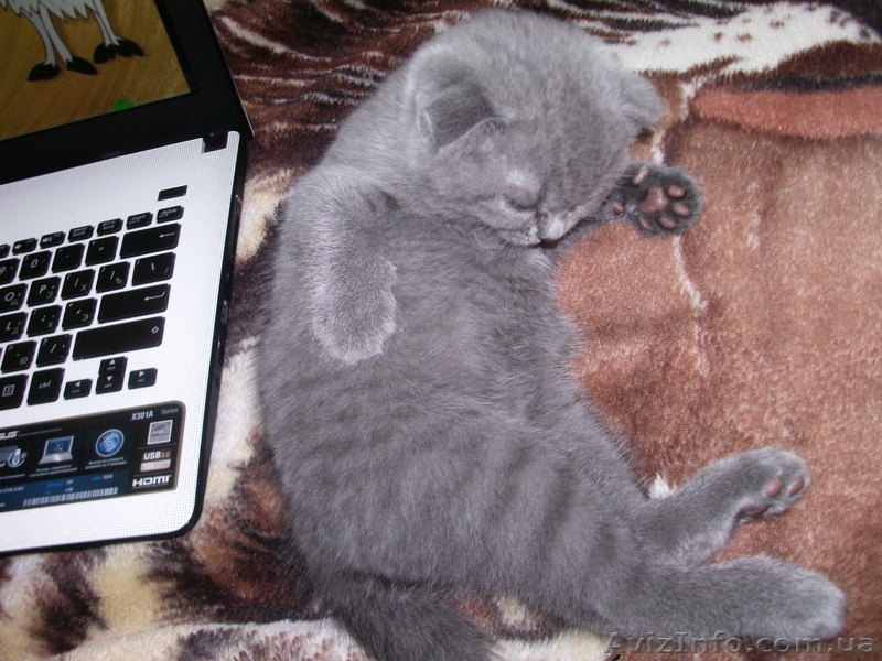 Вислоухого котенка - <ro>Изображение</ro><ru>Изображение</ru> #4, <ru>Объявление</ru> #925894