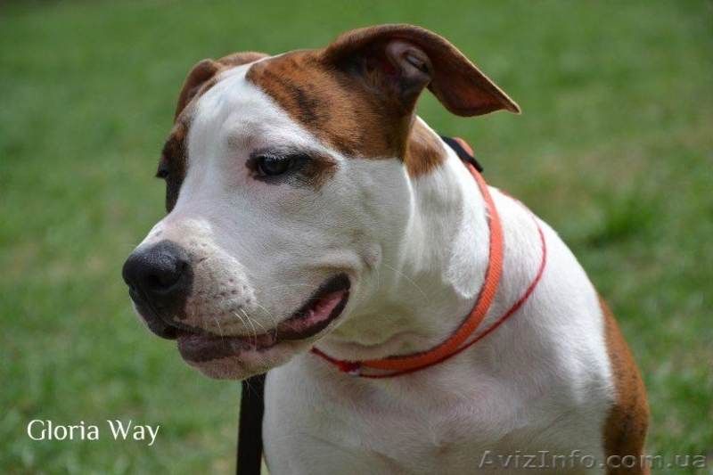 Высокоперспективный щенок Ам.Стаф.Терьера. - <ro>Изображение</ro><ru>Изображение</ru> #2, <ru>Объявление</ru> #277637