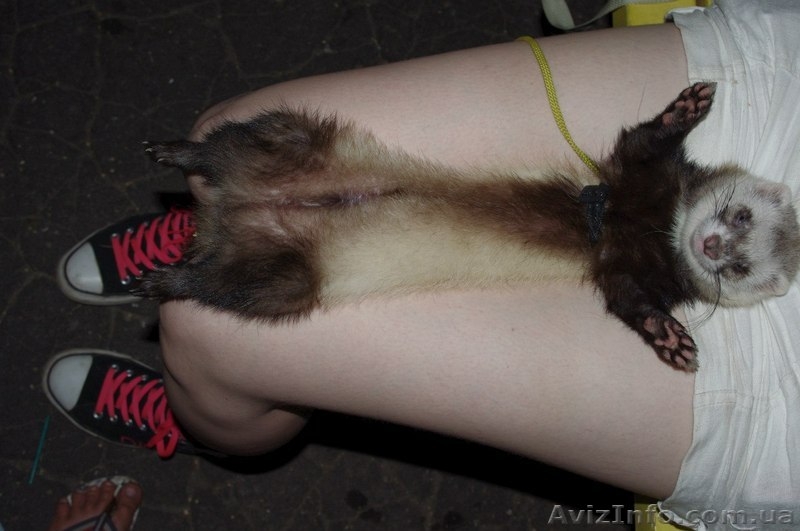 Фретка (домашний хорек), здоровые, приученные к рукам, с документами. - <ro>Изображение</ro><ru>Изображение</ru> #5, <ru>Объявление</ru> #924462