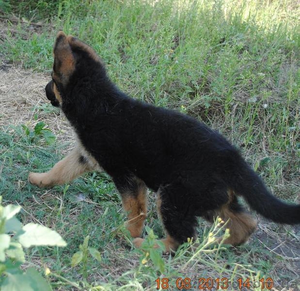 Продам качественного щенка немецкой овчарки  - <ro>Изображение</ro><ru>Изображение</ru> #3, <ru>Объявление</ru> #945884