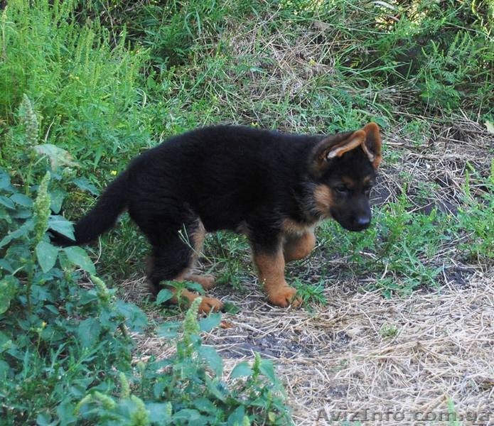 Продам качественного щенка немецкой овчарки  - <ro>Изображение</ro><ru>Изображение</ru> #2, <ru>Объявление</ru> #945884