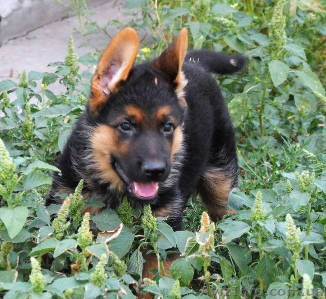 Продам качественного щенка немецкой овчарки  - <ro>Изображение</ro><ru>Изображение</ru> #1, <ru>Объявление</ru> #945884