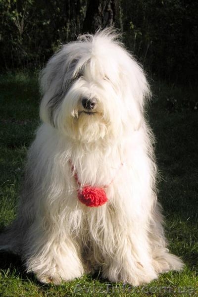 Щенки бобтейла (староанглийской овчарки) ищут семью! - <ro>Изображение</ro><ru>Изображение</ru> #1, <ru>Объявление</ru> #939727