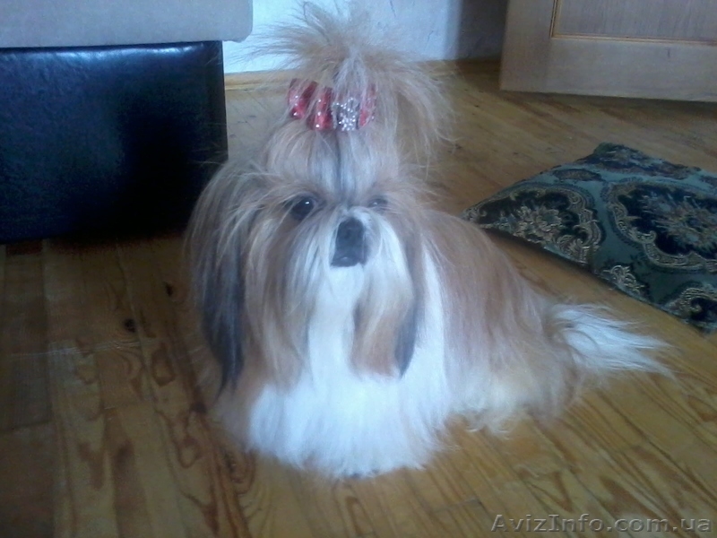 продаю щенка ши-тцу - <ro>Изображение</ro><ru>Изображение</ru> #1, <ru>Объявление</ru> #939707