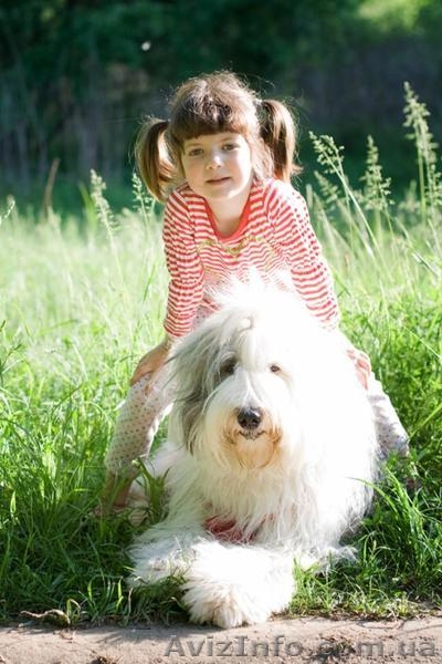 Щенки бобтейла (староанглийской овчарки) ищут семью! - <ro>Изображение</ro><ru>Изображение</ru> #2, <ru>Объявление</ru> #939727