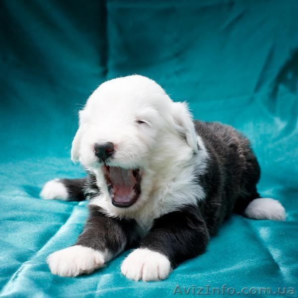 Щенки бобтейла (староанглийской овчарки) ищут семью! - <ro>Изображение</ro><ru>Изображение</ru> #3, <ru>Объявление</ru> #939727