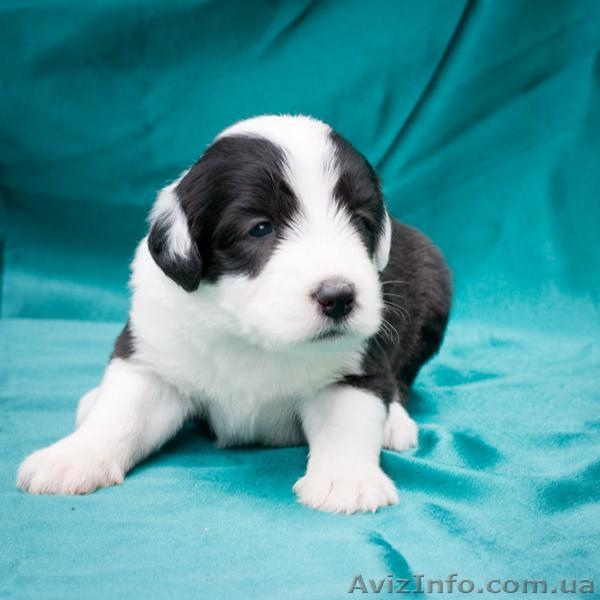 Щенки бобтейла (староанглийской овчарки) ищут семью! - <ro>Изображение</ro><ru>Изображение</ru> #4, <ru>Объявление</ru> #939727