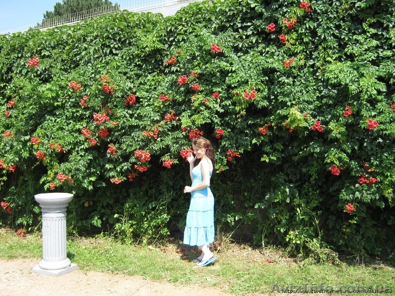 Кампсис, вьющееся с широкими листьями и большими красными соцветиями - <ro>Изображение</ro><ru>Изображение</ru> #4, <ru>Объявление</ru> #945795