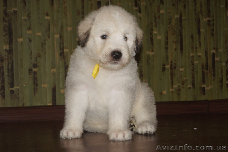 Щенки южно-русской овчарки (Киев) - <ro>Изображение</ro><ru>Изображение</ru> #1, <ru>Объявление</ru> #939177