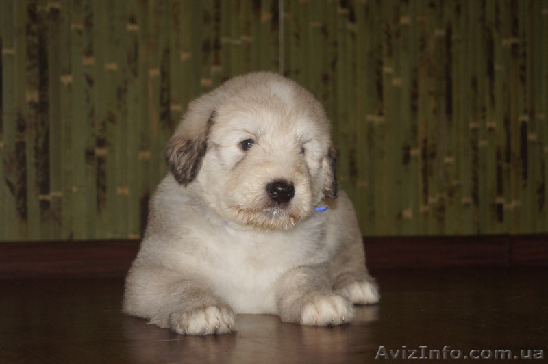 Щенки южно-русской овчарки (Киев) - <ro>Изображение</ro><ru>Изображение</ru> #2, <ru>Объявление</ru> #939177