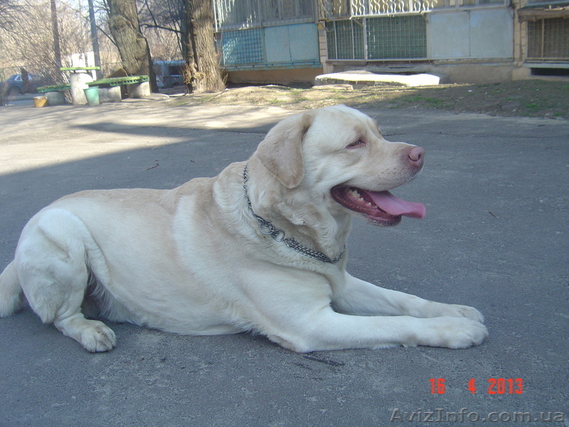 Вязка лабрадор ретривер - <ro>Изображение</ro><ru>Изображение</ru> #2, <ru>Объявление</ru> #943048