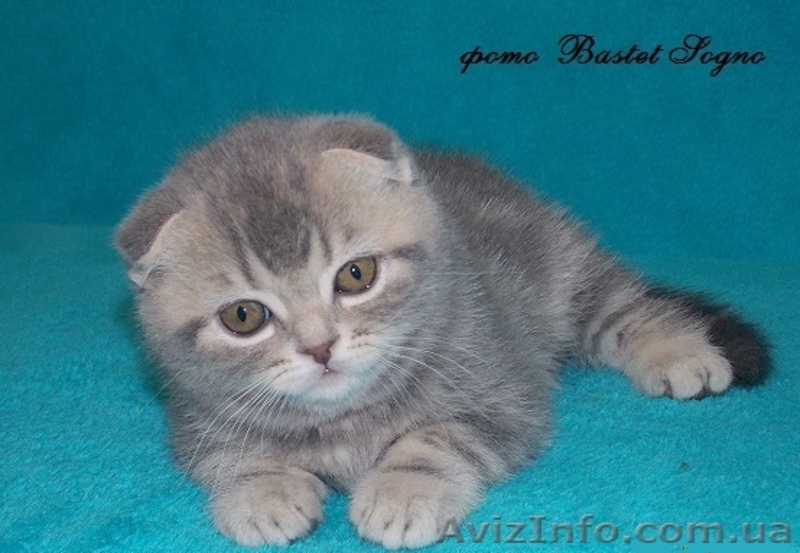 котик шоу класс - <ro>Изображение</ro><ru>Изображение</ru> #2, <ru>Объявление</ru> #916174