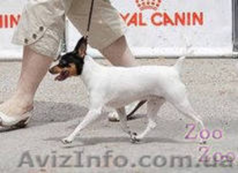 Щенки Американский той фокстерьер - <ro>Изображение</ro><ru>Изображение</ru> #2, <ru>Объявление</ru> #939683