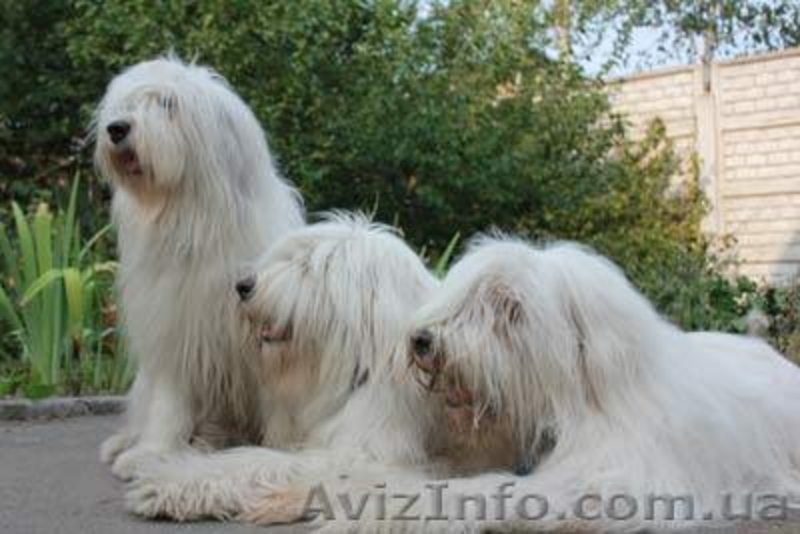 Щенки южно-русской овчарки (Киев) - <ro>Изображение</ro><ru>Изображение</ru> #4, <ru>Объявление</ru> #939177
